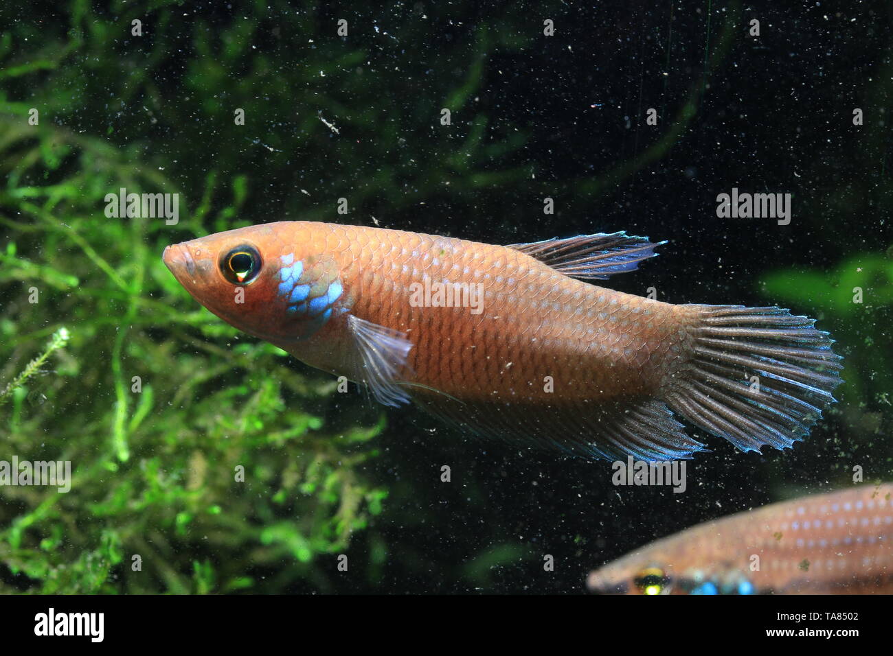 Betta kuehnei Foto Stock