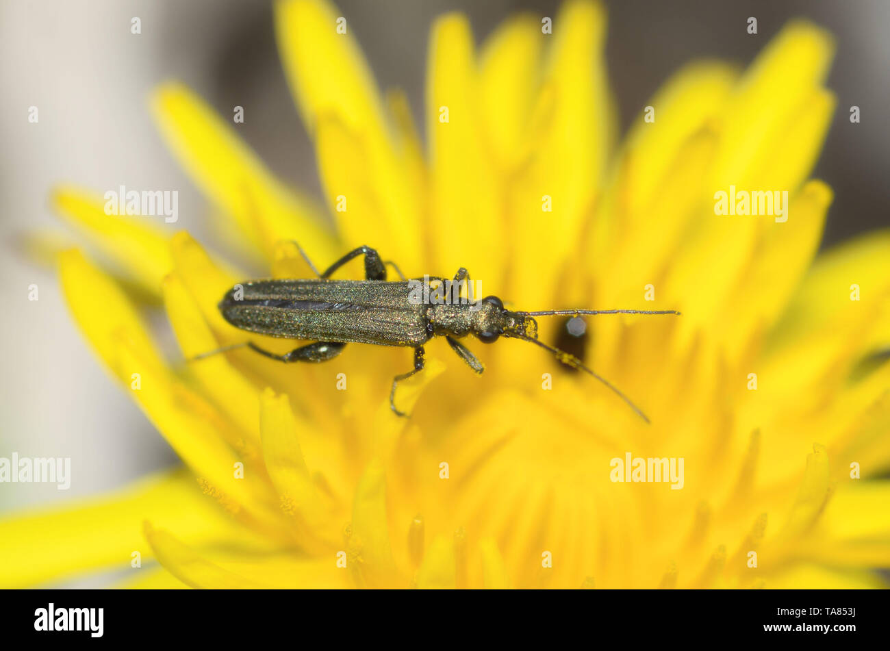 Beetle strisciando su un gambo di erba .gli insetti sono molto attivi durante il giorno. Foto Stock