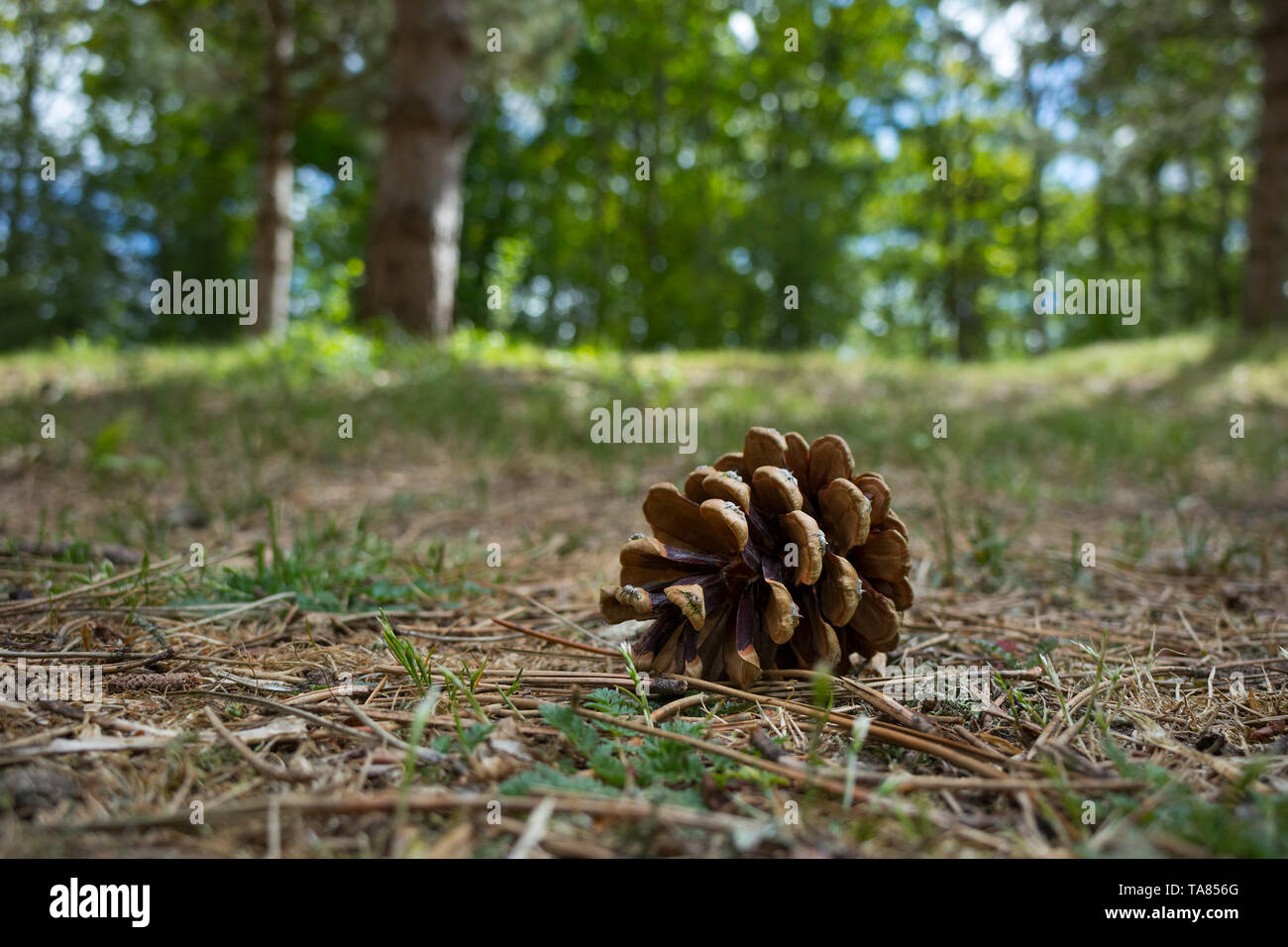 Vuoto cono di conifere giacente sul terreno in legno Foto Stock