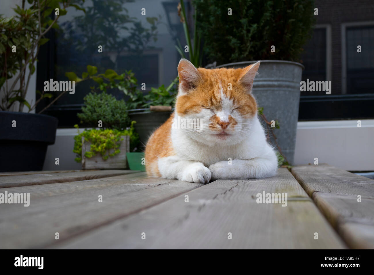 Rilassati dormendo in rosso e bianco gatto su una tavola di legno Tavolo da giardino Foto Stock