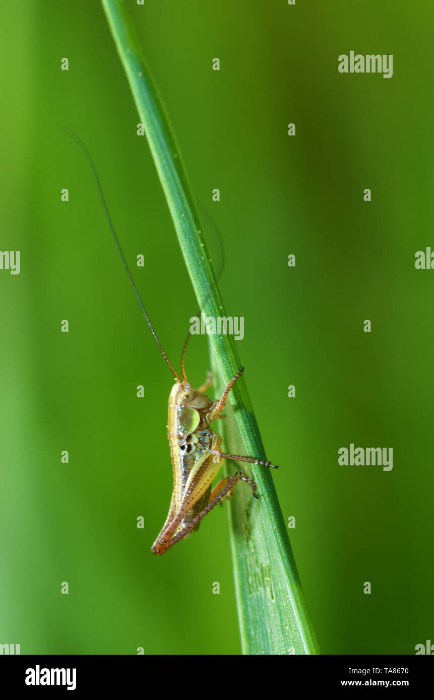 Cavalletta verde è in erba.L'insetto è invisibile tra le piante. Foto Stock