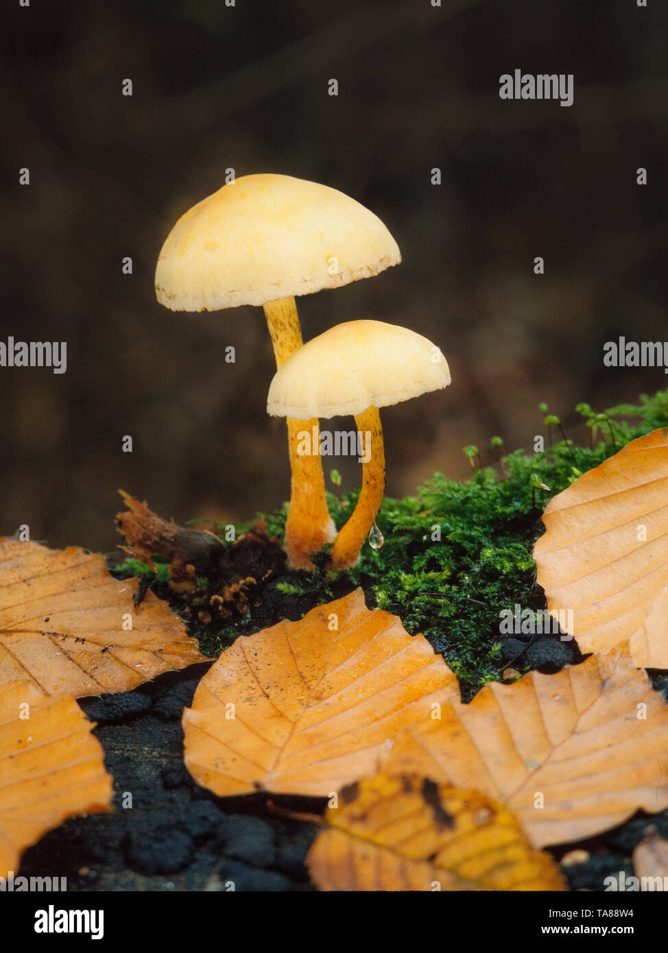 Ciuffo di zolfo funghi Hypholoma fasciculare Foto Stock