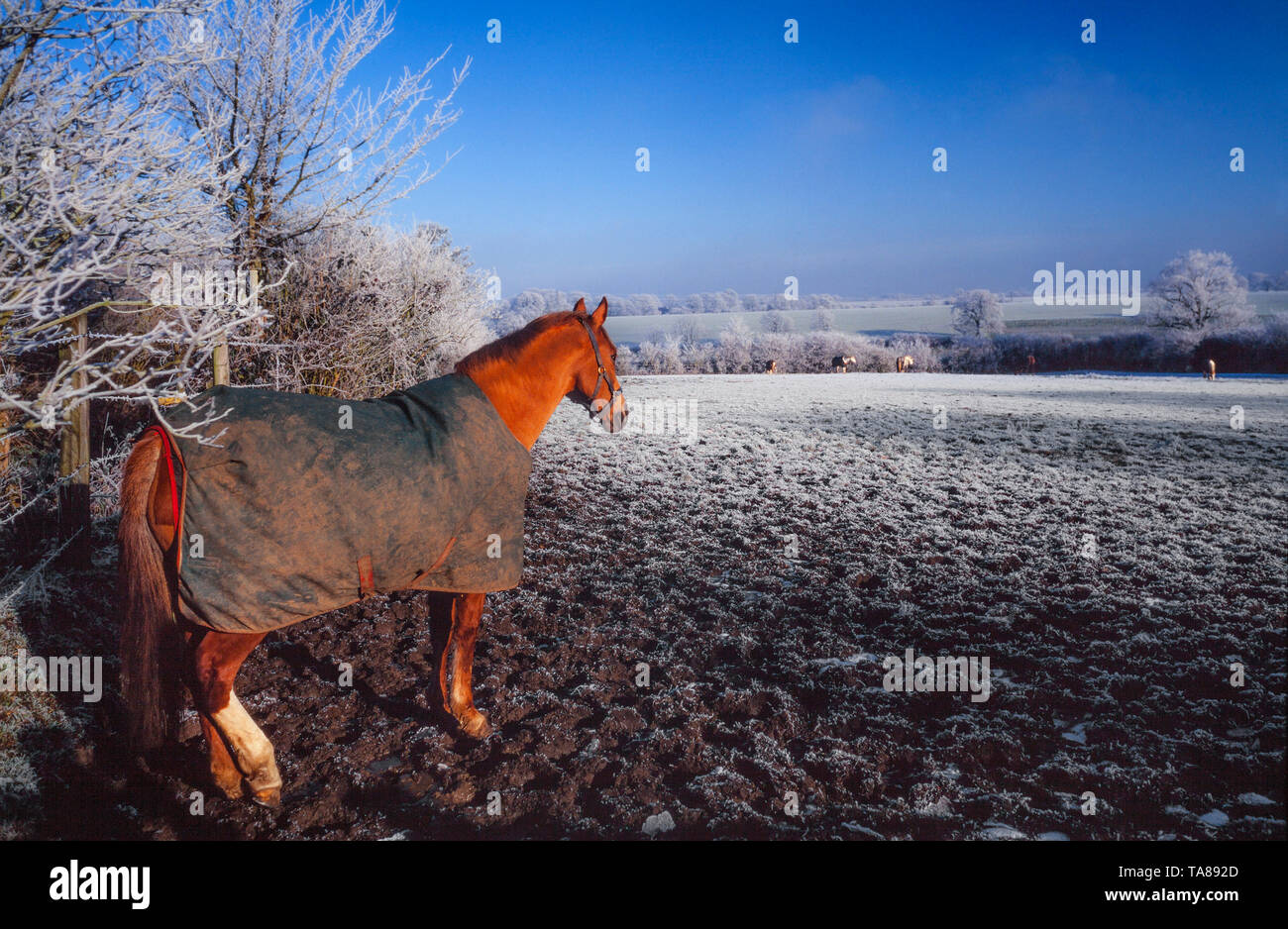 Frosty mattina UK, bright sun, un cavallo solitario in un campo con un cappotto su per il calore! Foto Stock