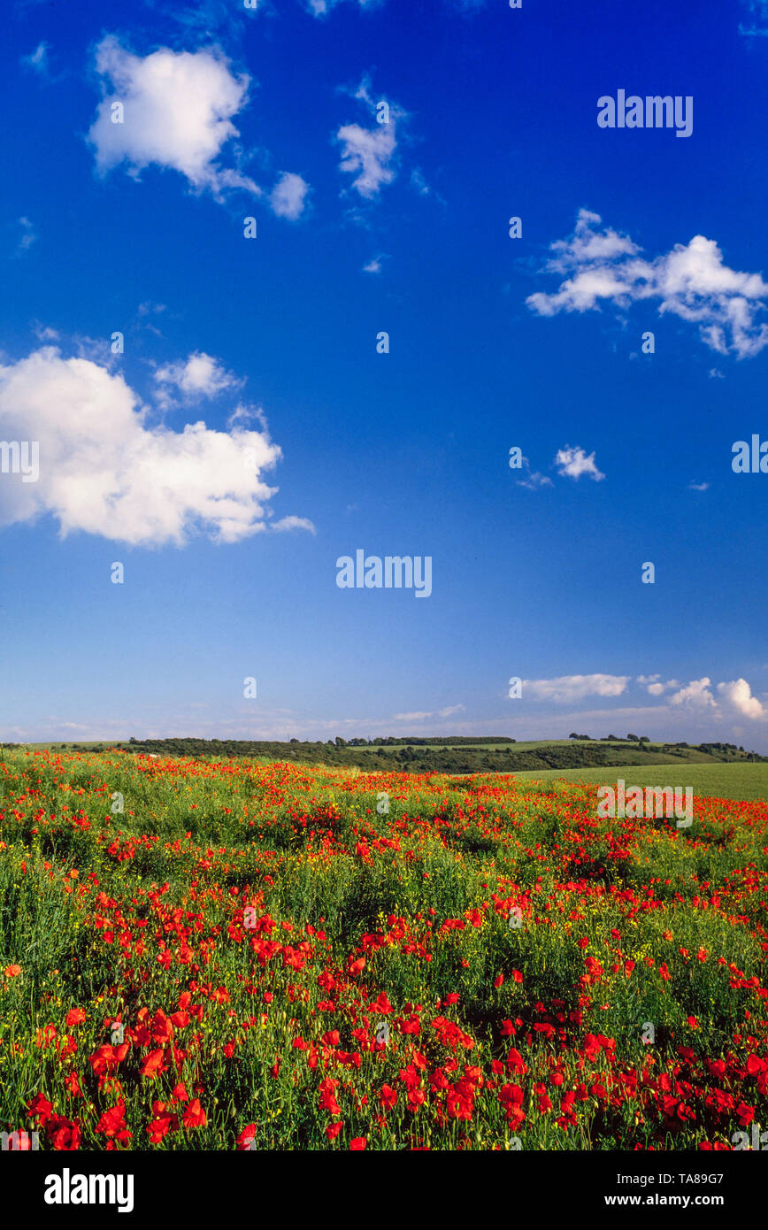 Campo di papavero, Bedfordshire, Regno Unito. Giornata di sole e cielo blu. Foto Stock