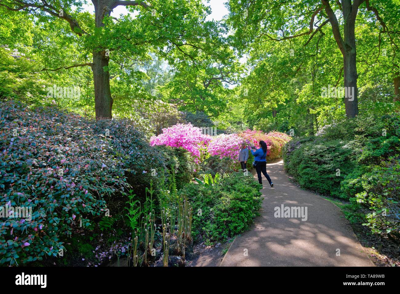 L'Isabella Plantation in Richmond Park su una soleggiata giornata d'estate, Surrey in Inghilterra REGNO UNITO Foto Stock