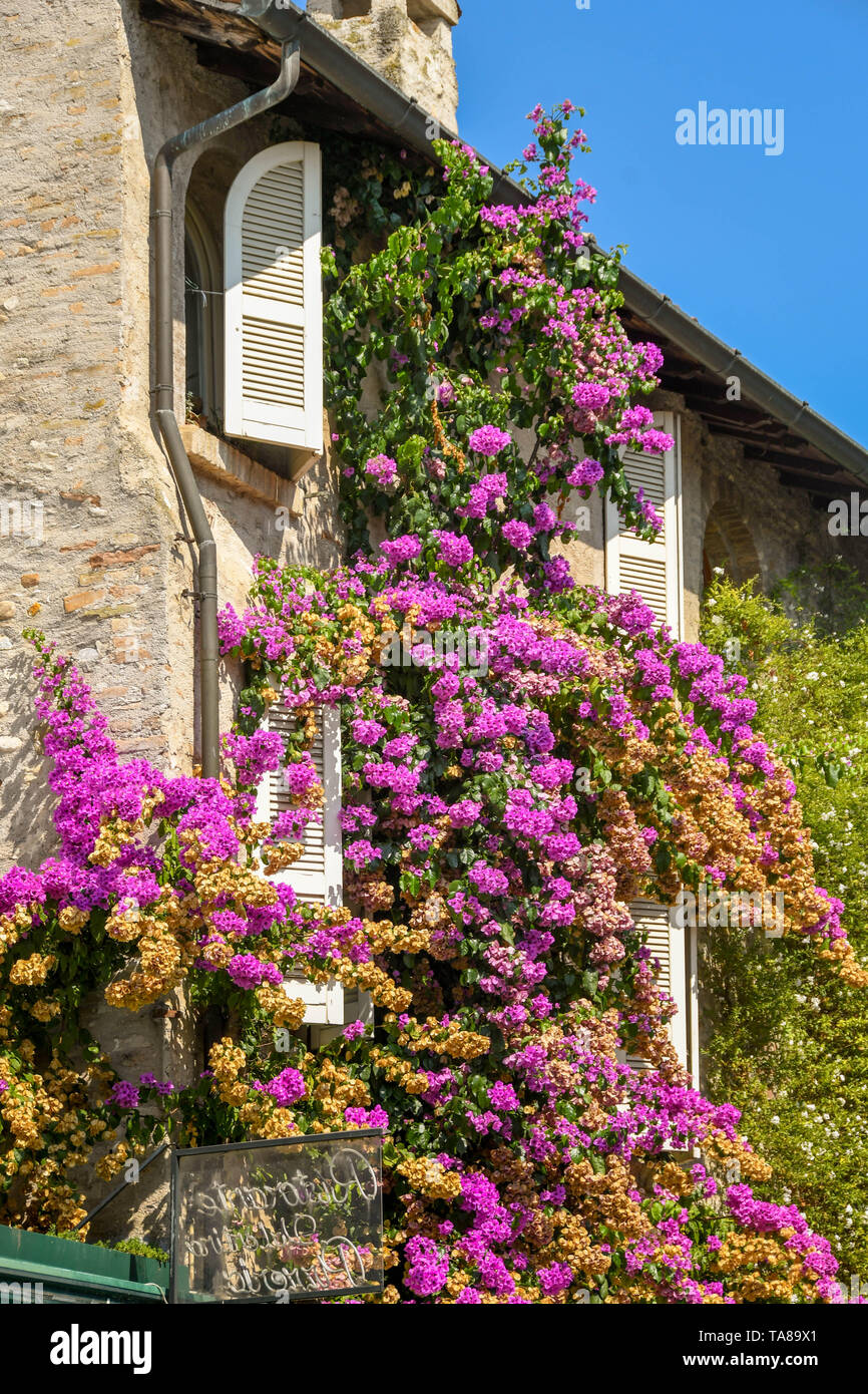 SIRMIONE SUL LAGO DI GARDA, Italia - Settembre 2018: Arrampicata grande fioritura delle piante sul lato di una vecchia casa a Sirmione sul Lago di Garda. Foto Stock