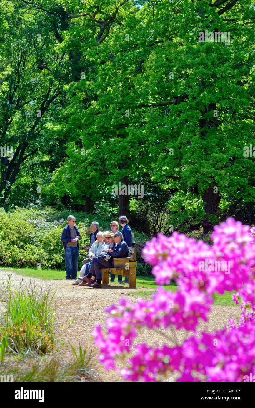L'Isabella Plantation in Richmond Park su una soleggiata giornata d'estate, Surrey in Inghilterra REGNO UNITO Foto Stock