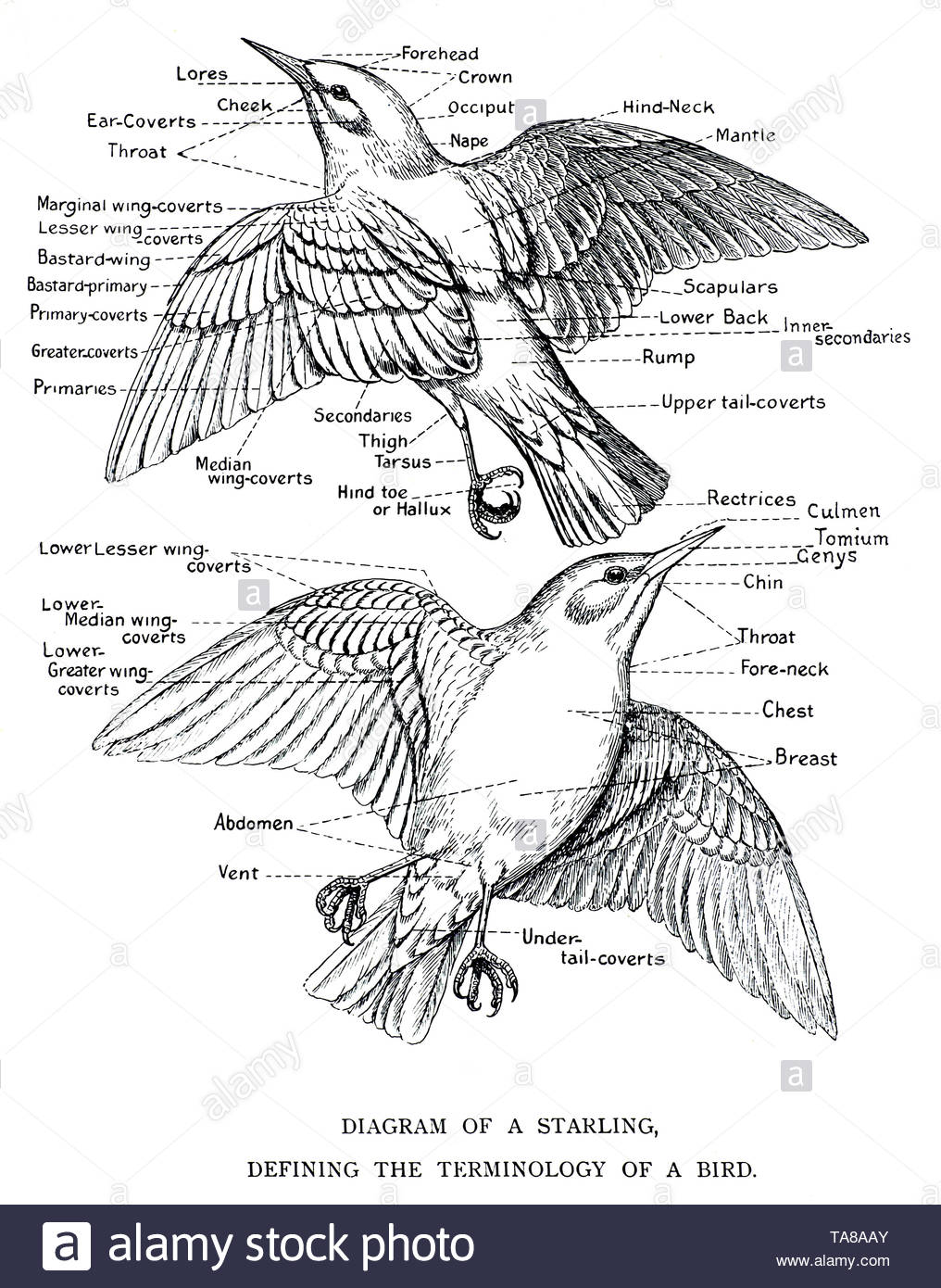 Schema di un Starling, definire la terminologia di Starling, vintage illustrazione da 1898 Foto Stock