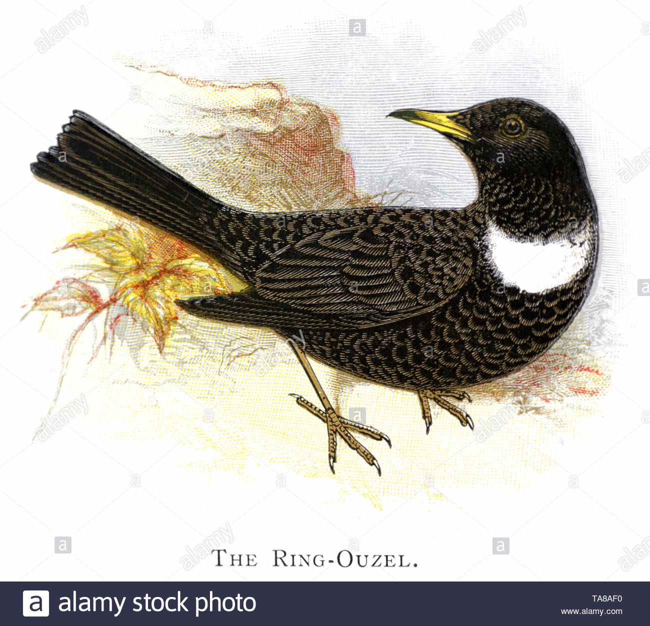 Ring Ouzel (Turdus torquatus), Illustrazione vintage pubblicato in 1898 Foto Stock