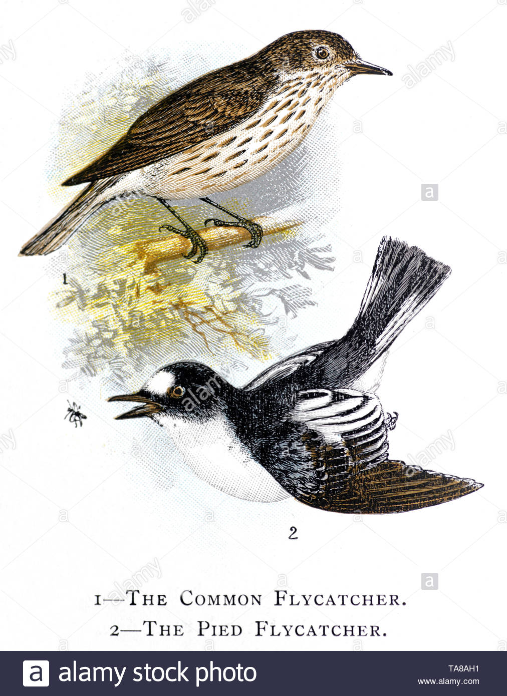 Common Spotted Flycatcher (Muscicapa striata) e Pied Flycatcher (Ficedula hypoleuca), Illustrazione vintage pubblicato in 1898 Foto Stock
