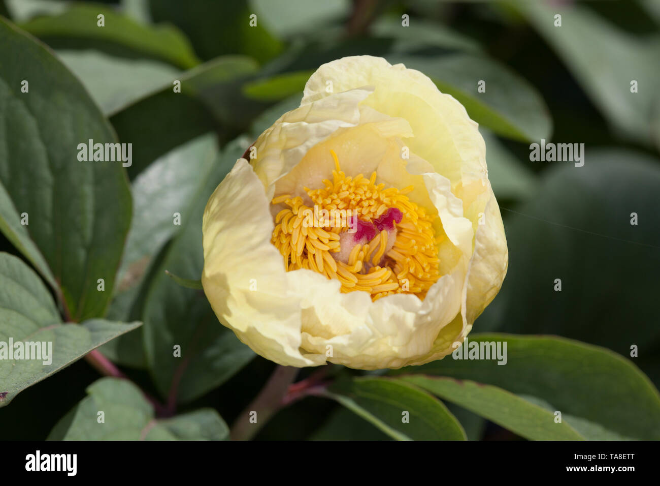 Caucasian Peonia, Svavelpion (Paeonia daurica subsp. mlokosewitschii) Foto Stock