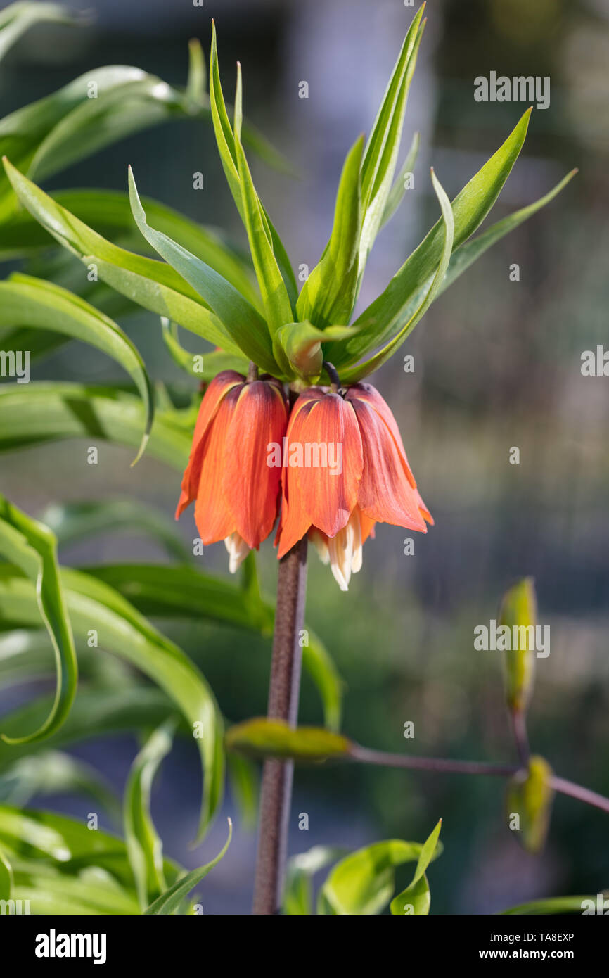 "Rubra 'corona imperiale, Kejsarkrona (Fritillaria imperialis) Foto Stock