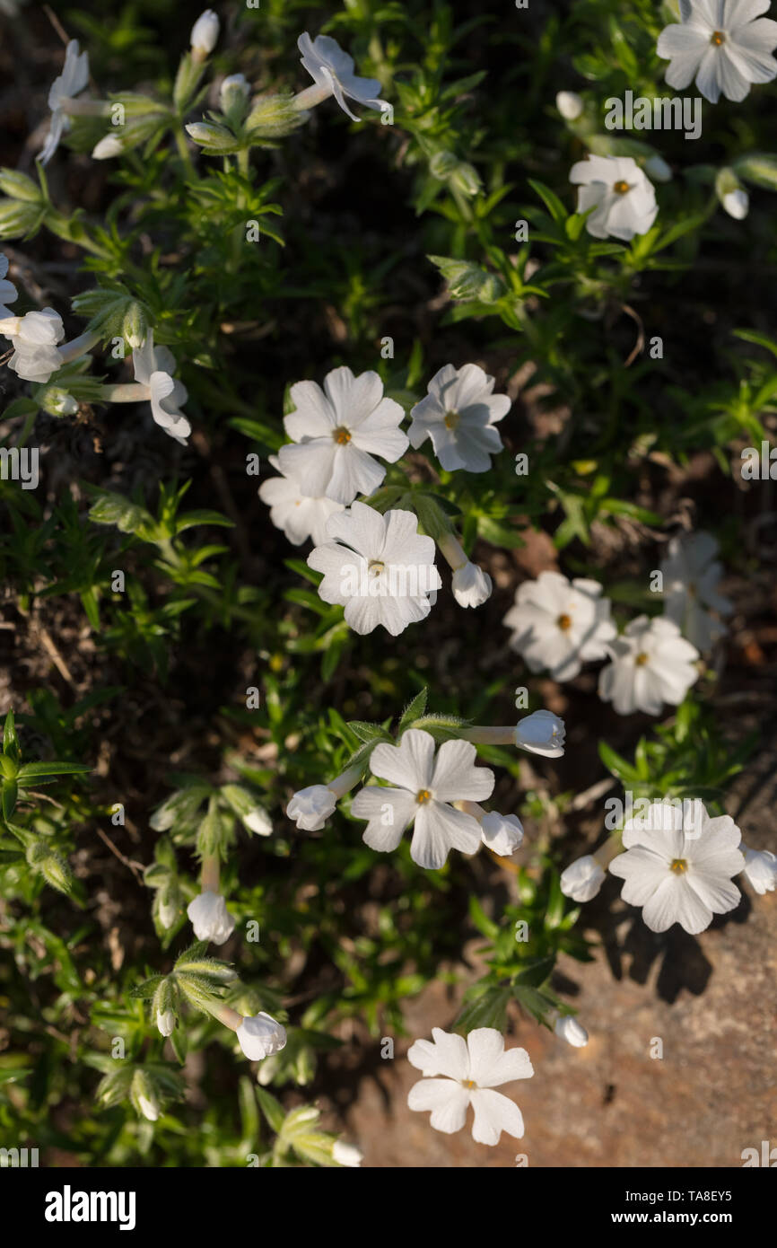 'Maischnee' Creeping phlox, Mossflox (Phlox subulata) Foto Stock
