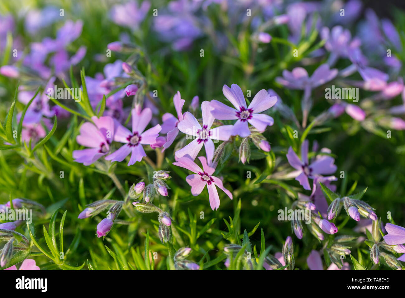 "Rosetta" Kelsey's Phlox, Skunkflox (Phlox kelseyi) Foto Stock