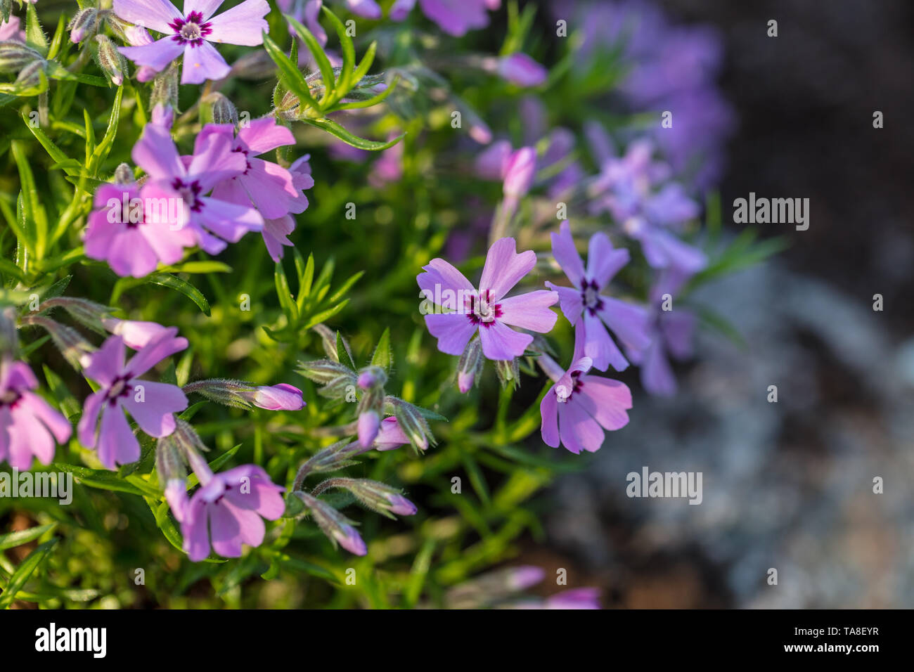 "Rosetta" Kelsey's Phlox, Skunkflox (Phlox kelseyi) Foto Stock