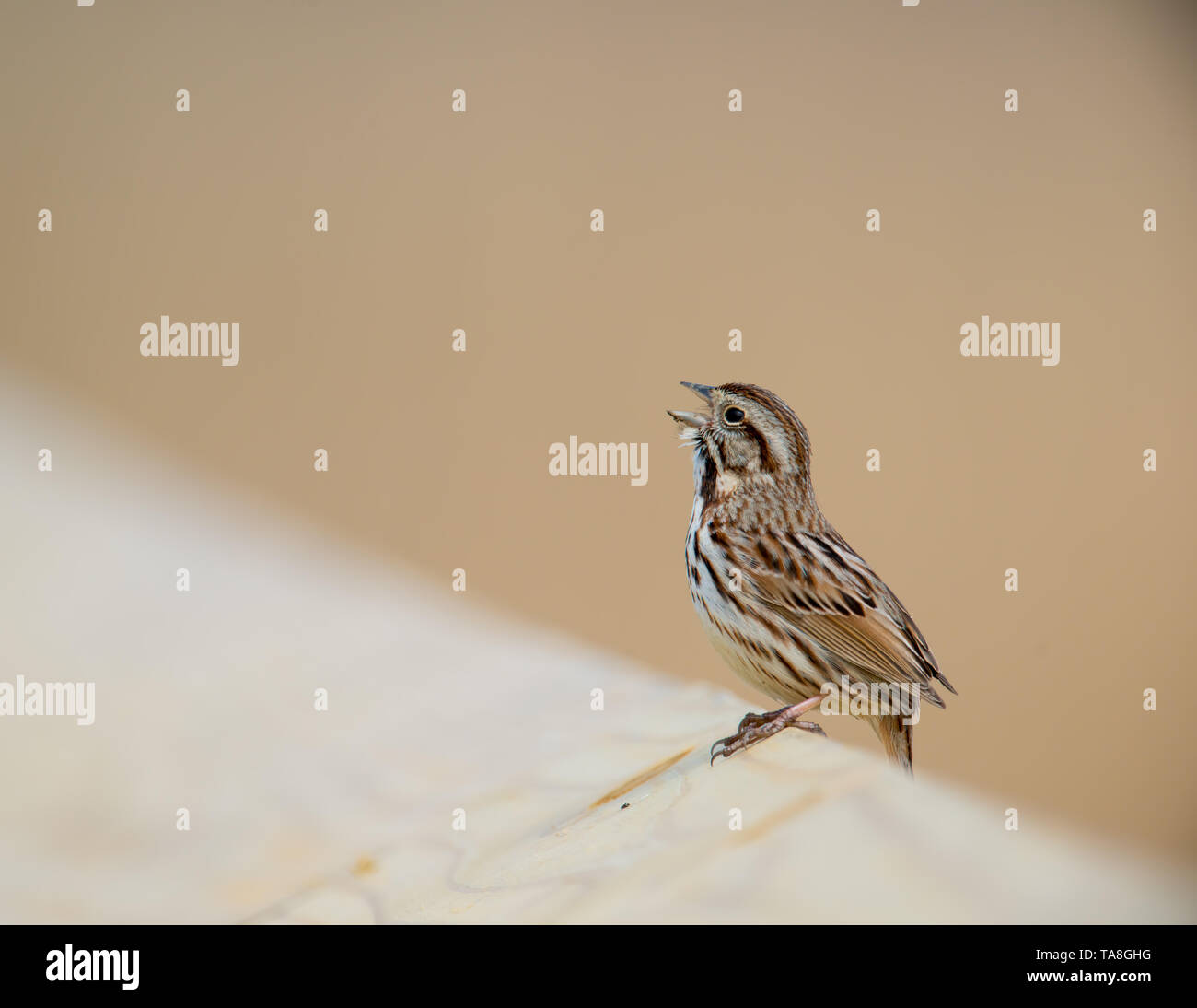 Sparrow specie cantando / chiamando il rail della passerella in legno - tan Tema colore - Minnesota Valley National Wildlife Refuge Foto Stock