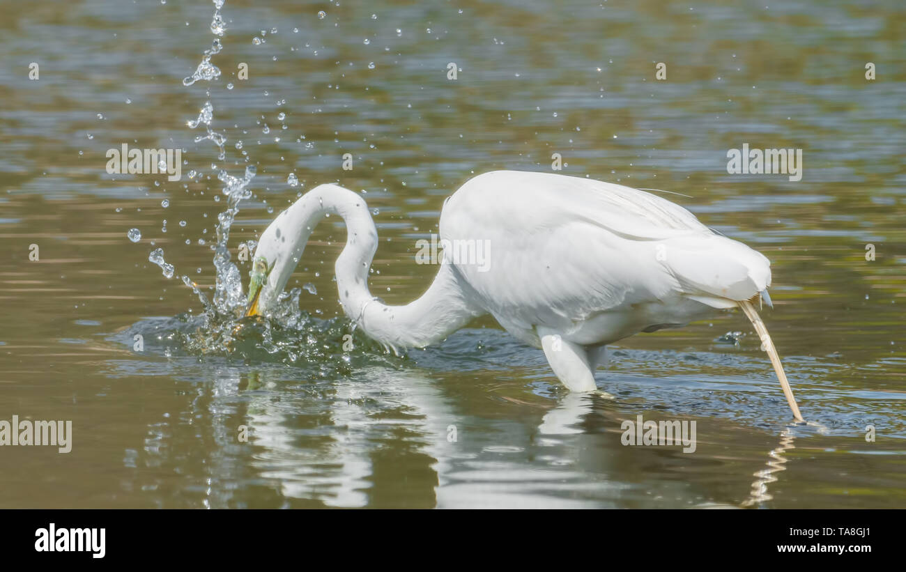 Airone bianco maggiore caccia e mangiare un in zone umide fuori del Minnesota River - nel Minnesota Valley National Wildlife Refuge Foto Stock