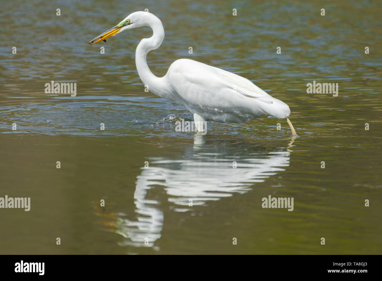 Airone bianco maggiore caccia e mangiare un in zone umide fuori del Minnesota River - nel Minnesota Valley National Wildlife Refuge Foto Stock