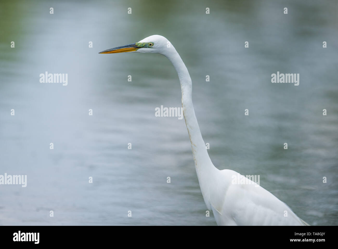 Airone bianco maggiore ritratto con splendidi dettagli - presi in una palude fuori del Minnesota River Foto Stock