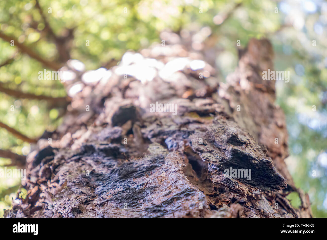 La ricerca di una sequoia gigante in Armstrong Redwoods Riserva Naturale Statale - Sonoma County, California Foto Stock