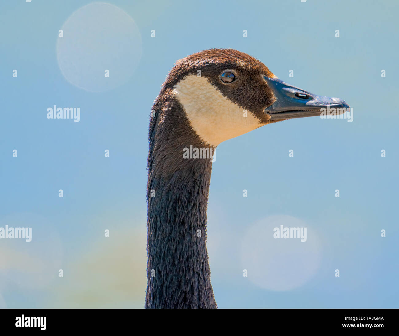 Closeup ritratto dettagliato di un Canada Goose con brillanti acque blu con brillantini da sun riflessione - prese presso la Minnesota Valley National Wildlife Foto Stock