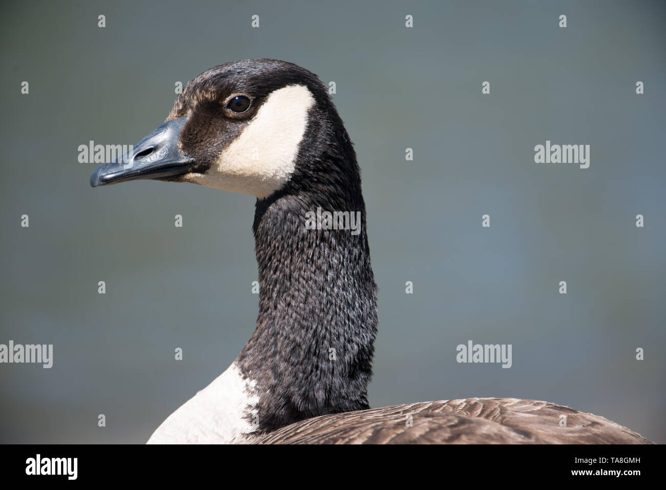 Closeup ritratto dettagliato di un Canada goose (potenziale di un oca cackling ma io non sono certo) con uno sfondo blu scuro - prese presso la Minnesota Va Foto Stock