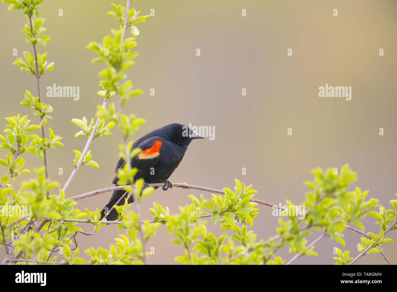 Rosso-winged blackbird closeup portrait - arroccato nella valle del Minnesota Wildlife Refuge Foto Stock