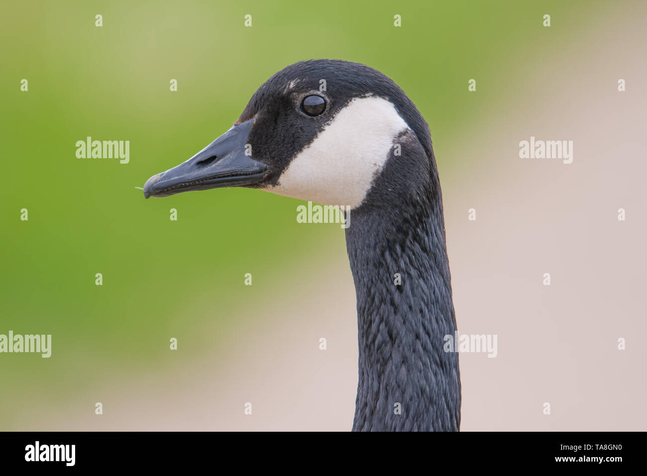 Closeup ritratto dettagliato di un Canada Goose con un colorato di verde e marrone chiaro / sfondo bokeh - prese presso la Minnesota Valley National Wildlife Refuge Foto Stock