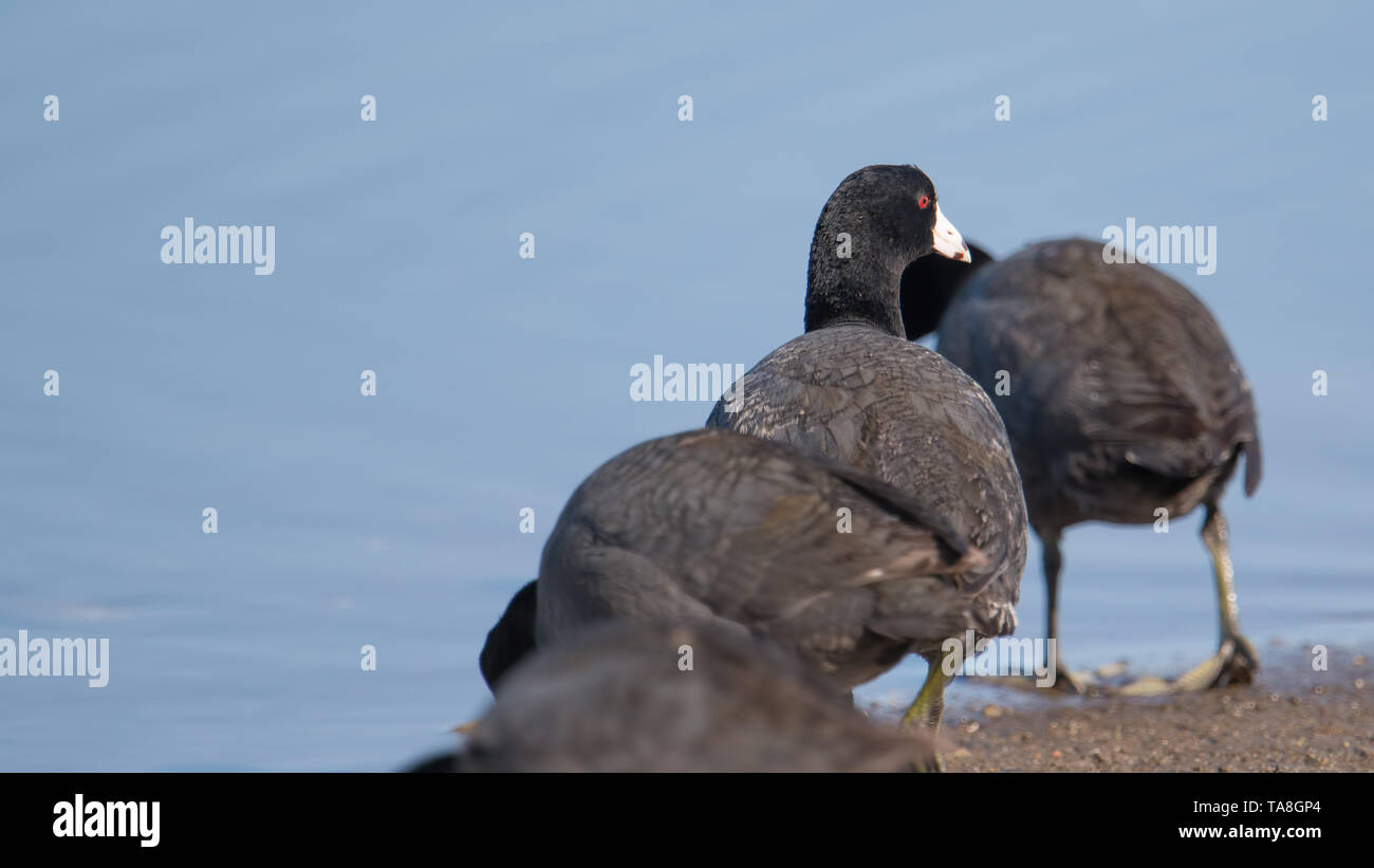 Folaghe americane sul fiume Minnesota durante le migrazioni di primavera - nel Minnesota Valley National Wildlife Refuge Foto Stock