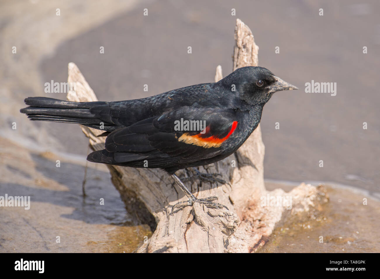 Rosso-winged blackbird closeup portrait - arroccato nella valle del Minnesota Wildlife Refuge Foto Stock
