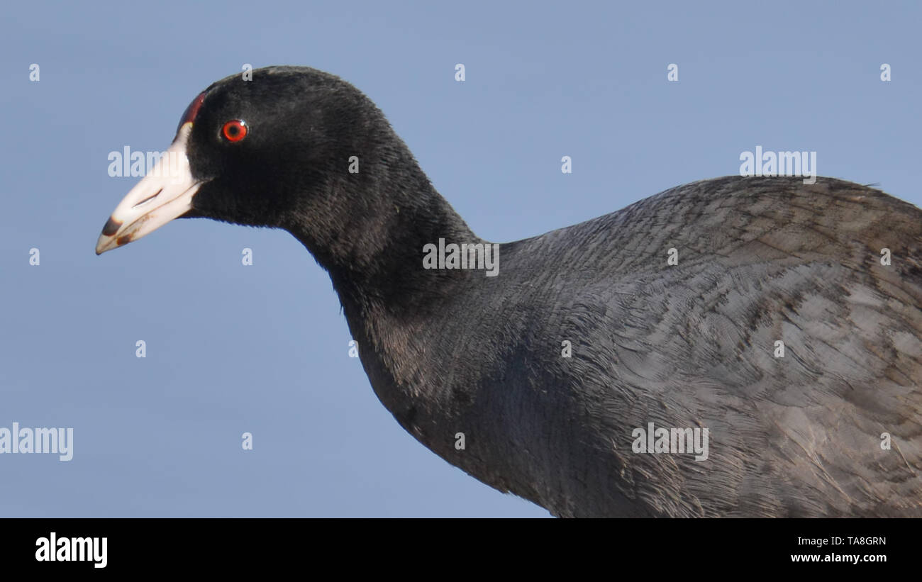 American coot verticale sul fiume Minnesota durante le migrazioni di primavera - nel Minnesota Valley National Wildlife Refuge Foto Stock