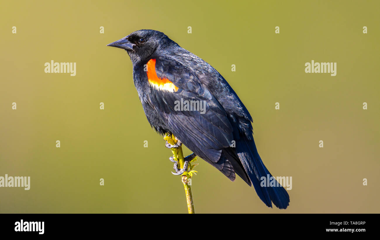 Rosso-winged blackbird closeup portrait - arroccato nella valle del Minnesota Wildlife Refuge Foto Stock