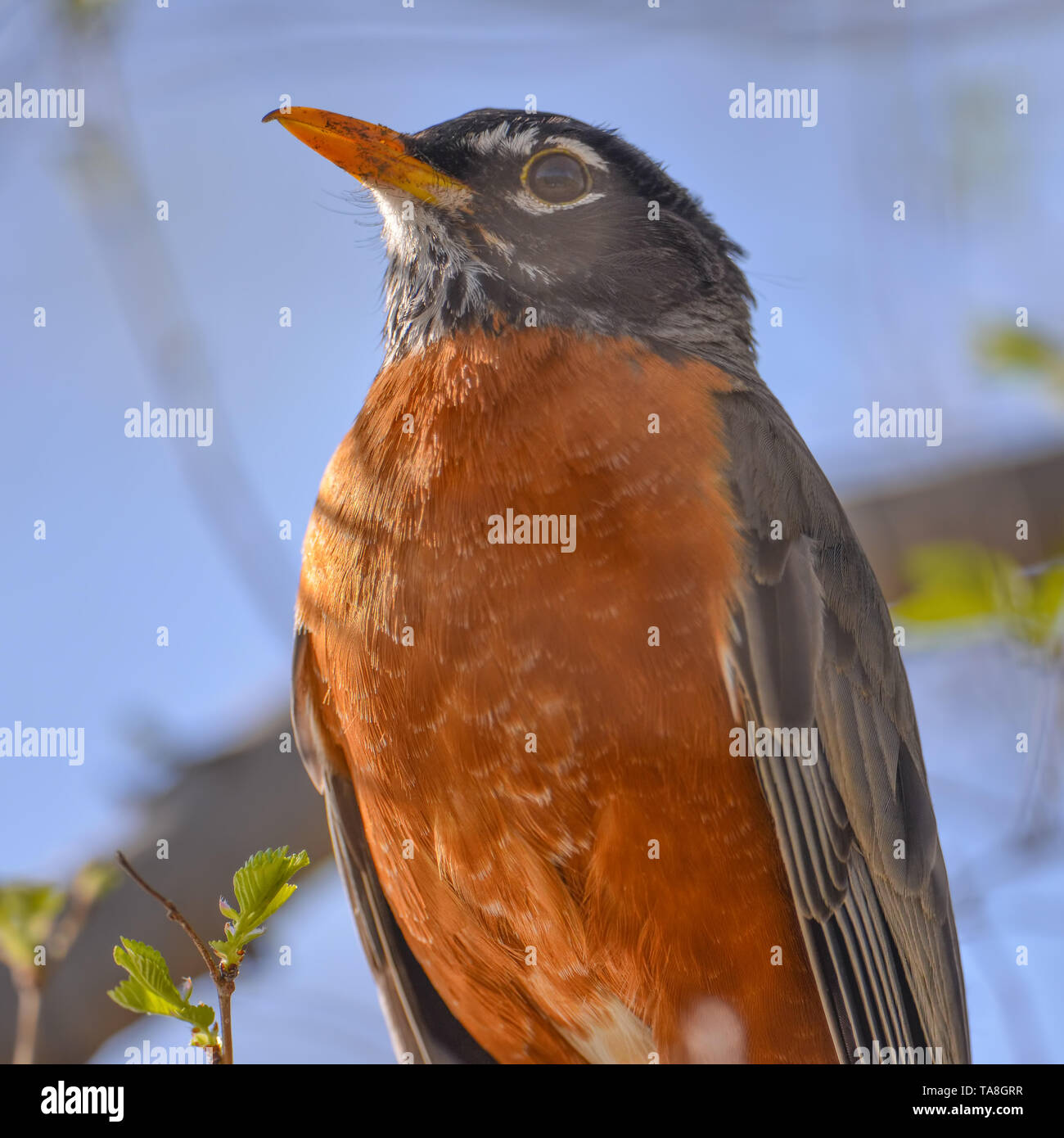 American robin ritratto appollaiato su un ramo di albero - bellissimo sole blu sfondo bokeh - Minnesota Valley National Wildlife Refuge Foto Stock