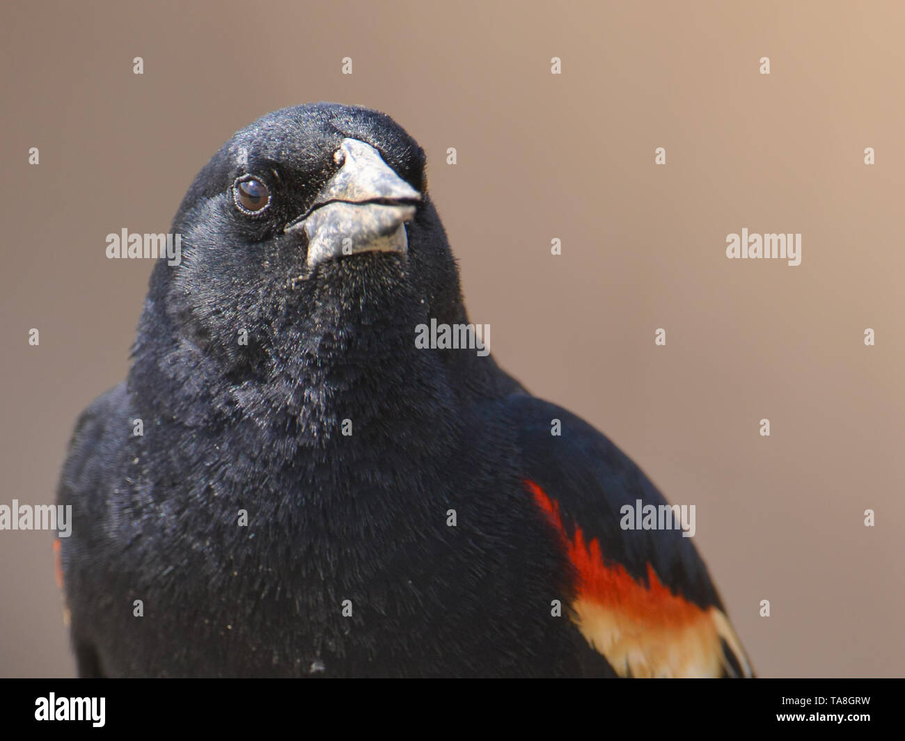 Rosso-winged blackbird closeup portrait - arroccato nella valle del Minnesota Wildlife Refuge Foto Stock