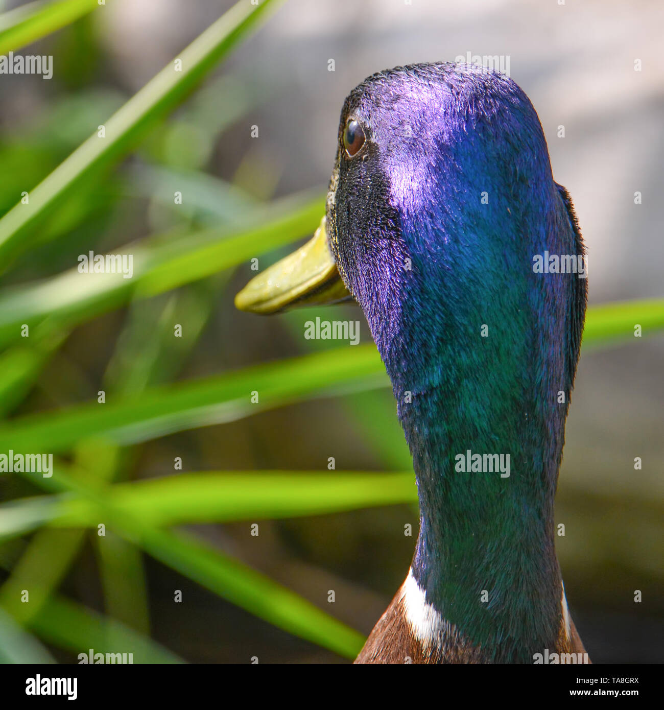Primo piano con grande dettaglio di un maschio di Mallard duck retro del verde cangiante testa - presi nella pianura alluvionale del fiume Minnesota nel Minnesota Valle Foto Stock