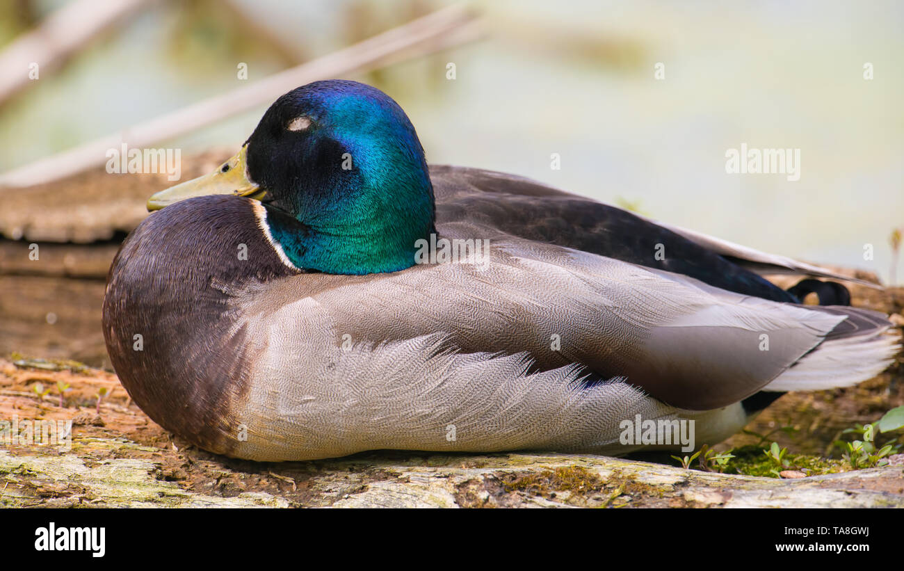 Primo piano di un maschio di Mallard duck iridato con testa verde - presi nella pianura alluvionale del fiume Minnesota nel Minnesota Valley National Wildlife Refug Foto Stock