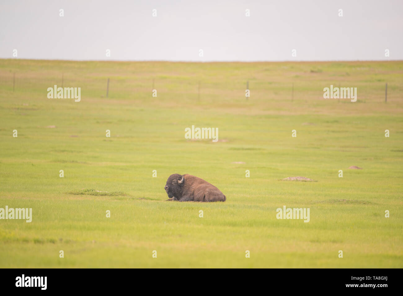 Bufalo americano isolato in una prateria verde campo con un cielo nuvoloso orizzonte nel Parco nazionale Badlands Foto Stock Bufalo americano isolato in una prateria verde campo con un cielo nuvoloso orizzonte nel Parco nazionale Badlands Foto Stock