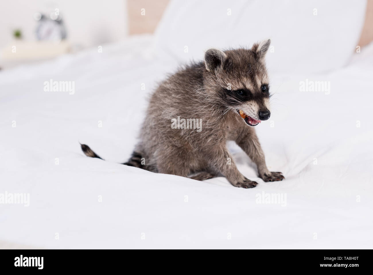 Adorabili creaturine raccoon mangiare peanut sul letto in camera da letto Foto Stock