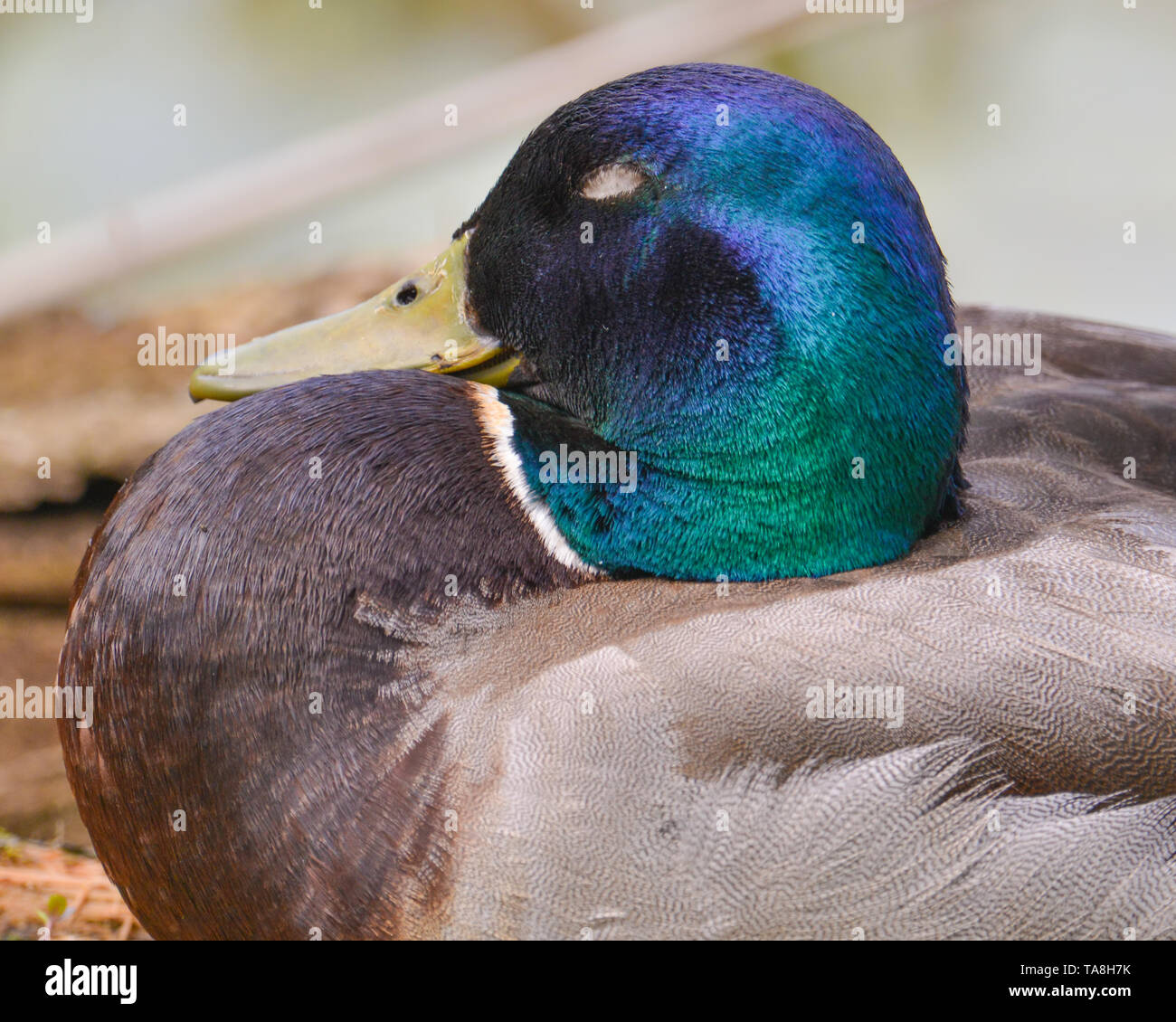 Primo piano di un maschio di Mallard duck iridato con testa verde - presi nella pianura alluvionale del fiume Minnesota nel Minnesota Valley National Wildlife Refug Foto Stock
