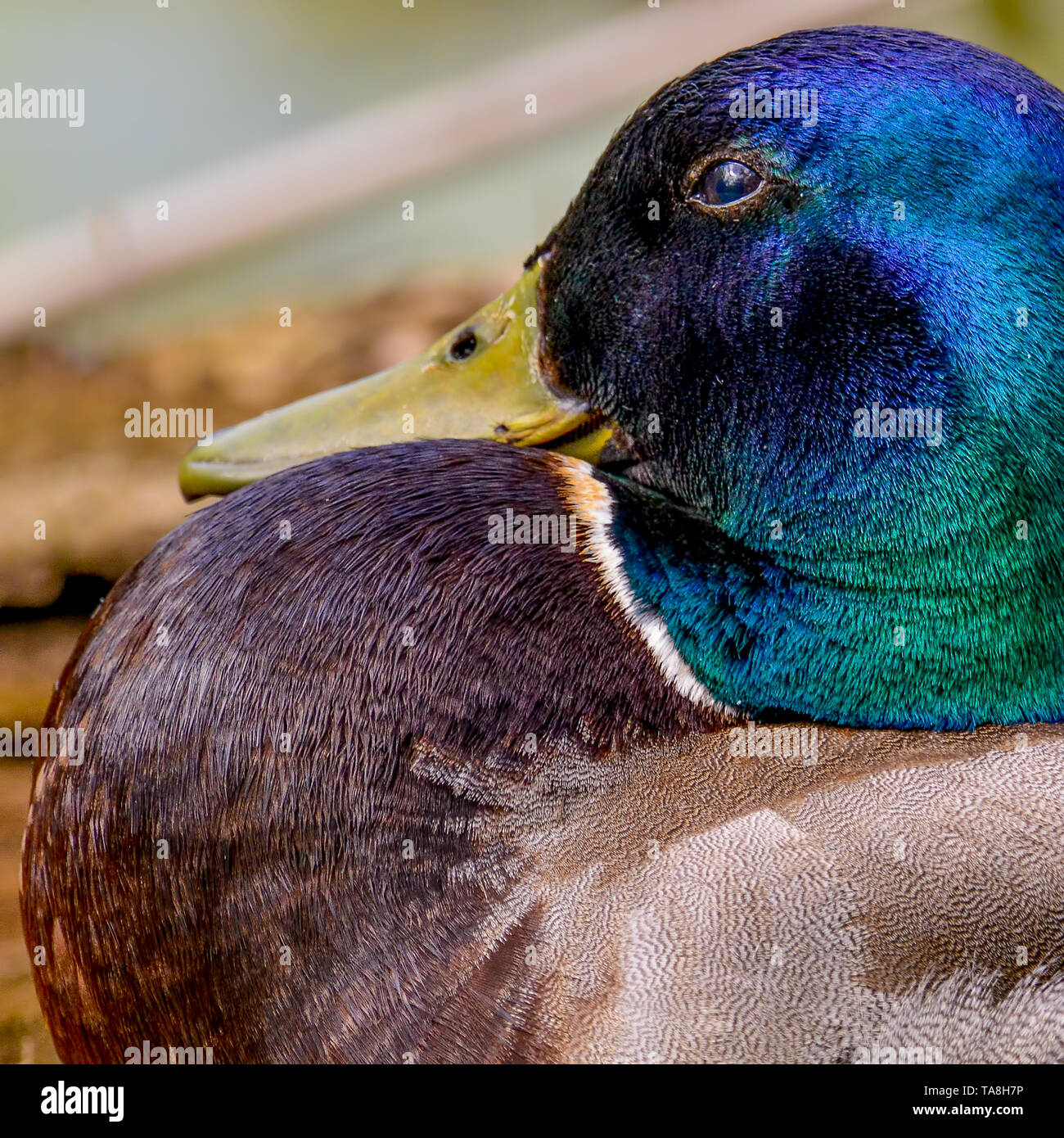 Primo piano di un maschio di Mallard duck iridato con testa verde - presi nella pianura alluvionale del fiume Minnesota nel Minnesota Valley National Wildlife Refug Foto Stock