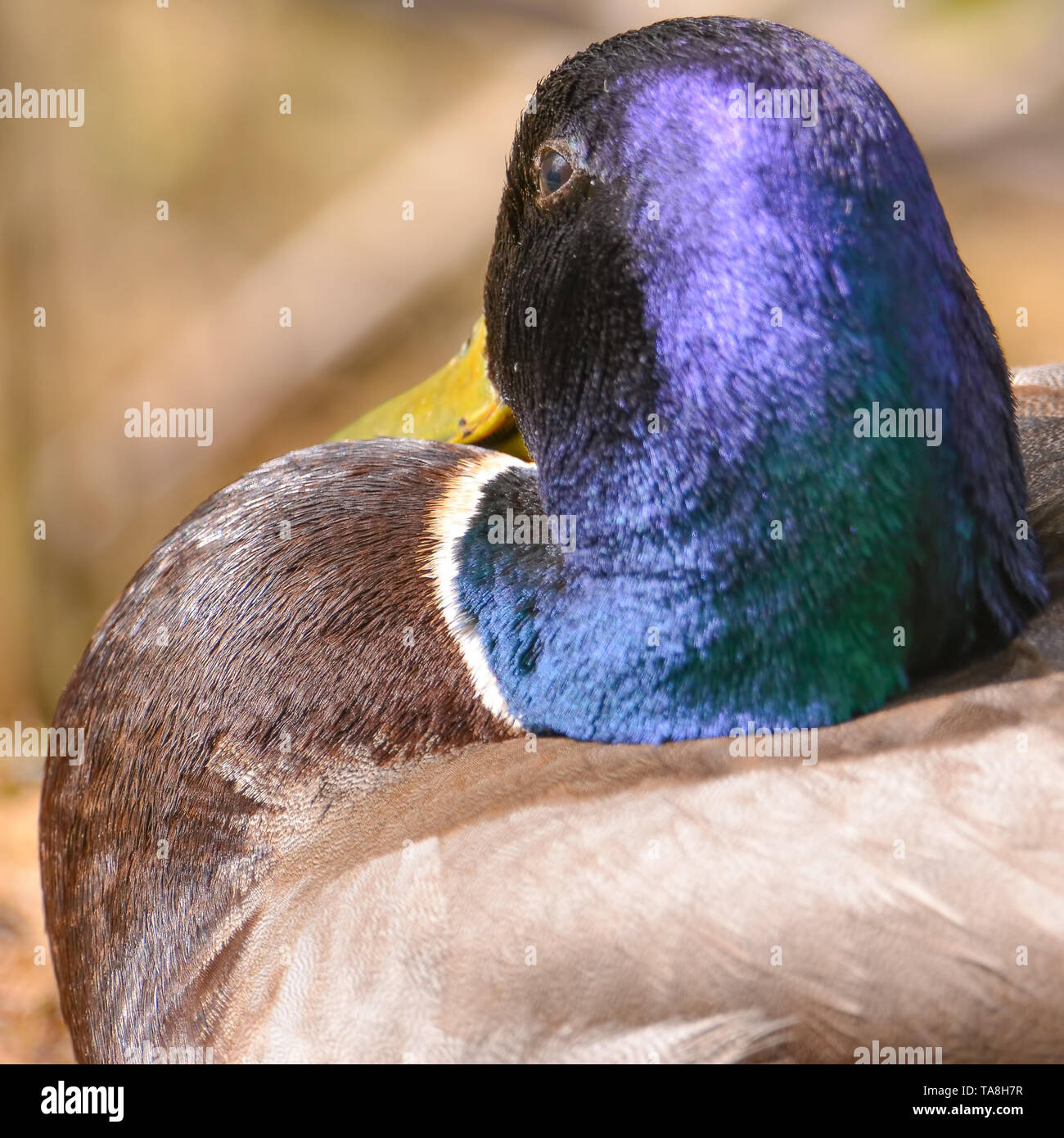 Primo piano di un maschio di Mallard duck iridato con testa verde - presi nella pianura alluvionale del fiume Minnesota nel Minnesota Valley National Wildlife Refug Foto Stock
