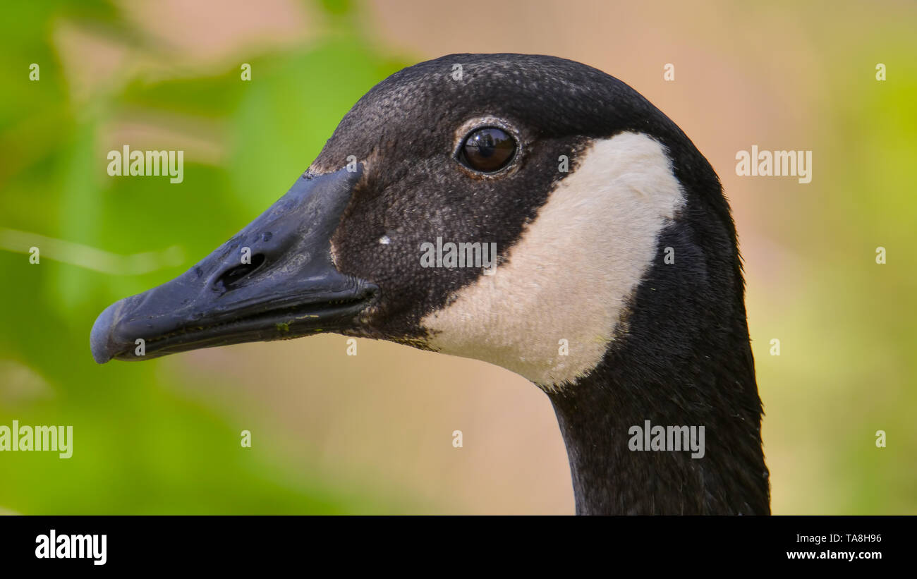 Closeup ritratto dettagliato di un Canada Goose con un colorato di verde e marrone chiaro / sfondo bokeh - prelevati presso il lago di legno Centro Natura in Minnesota Foto Stock