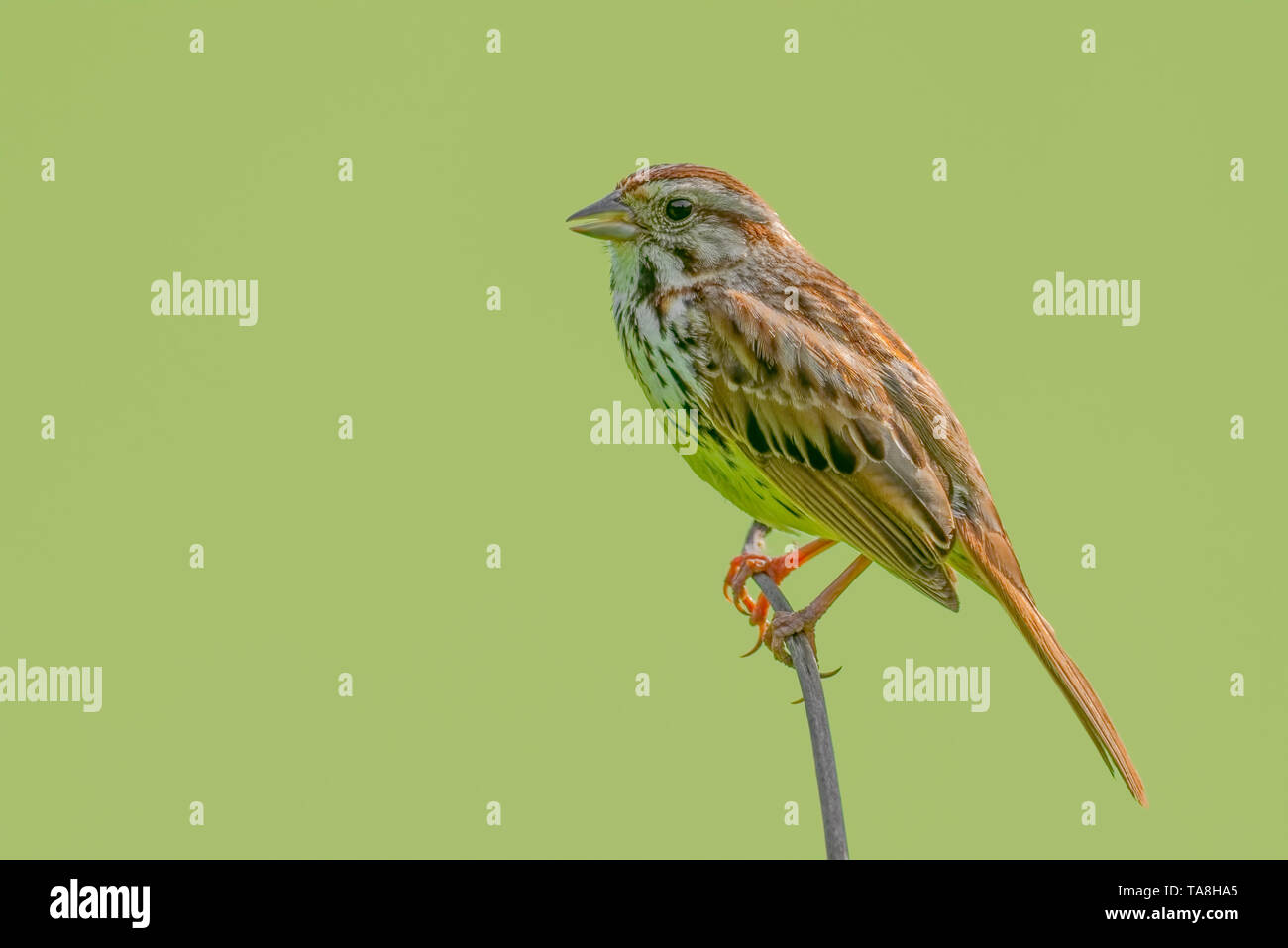 Sparrow specie appollaiato sulla punta di un ramoscello liscio con sfondo verde / bokeh - in Minnesota Foto Stock