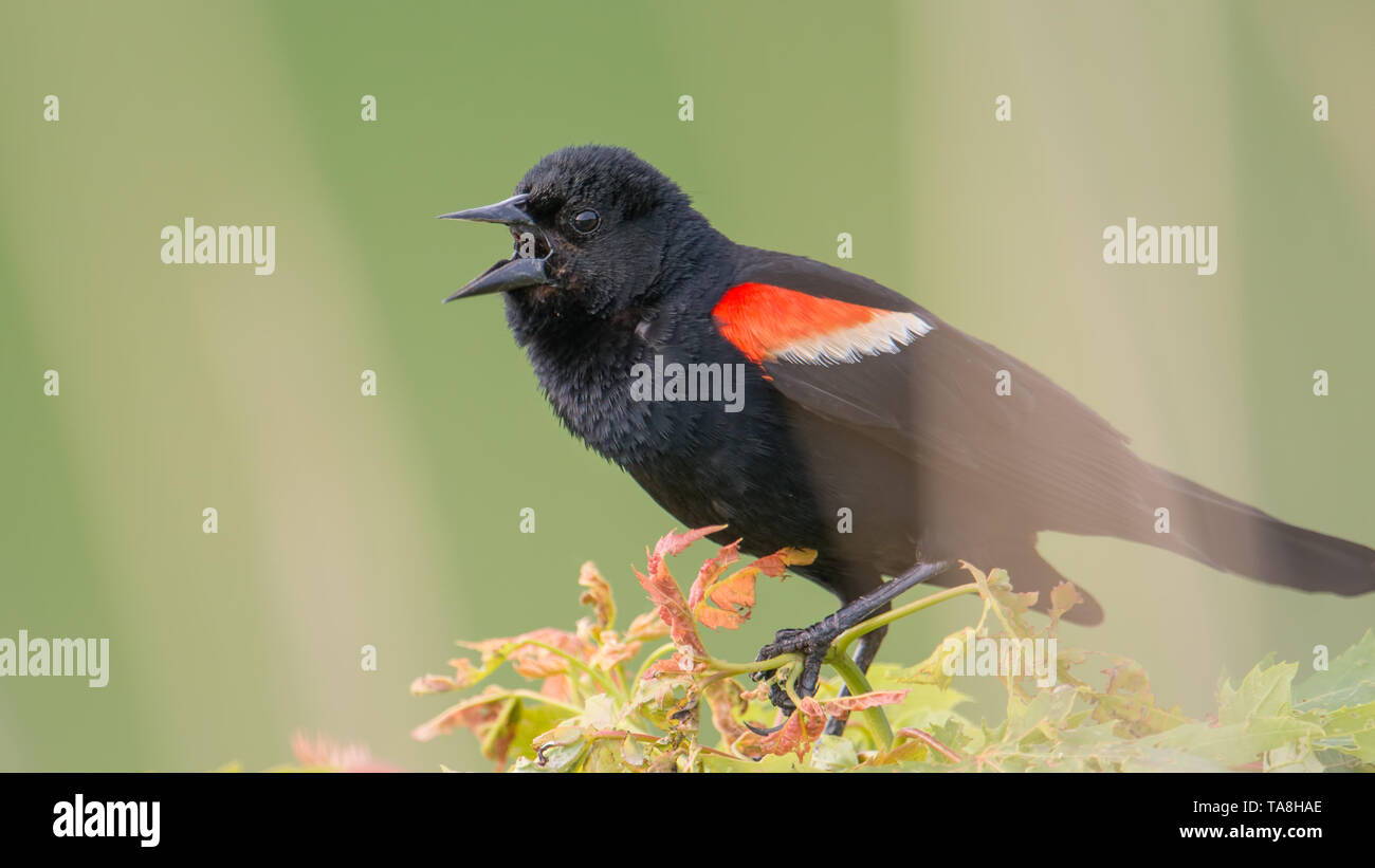 Rosso-winged blackbird closeup portrait - arroccato e chiamando / comunicazione nel Minnesota Valley Wildlife Refuge Foto Stock