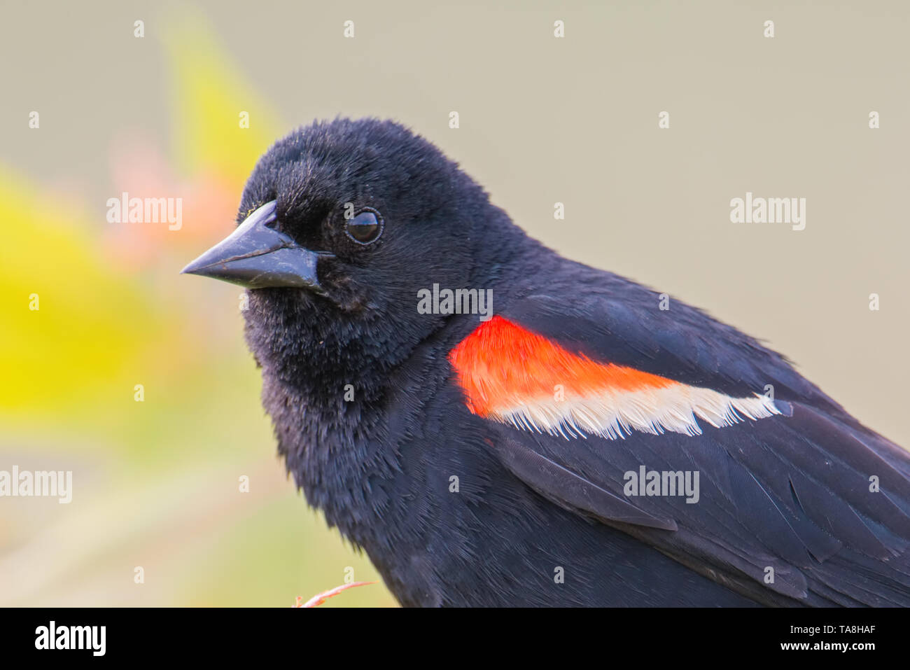 Rosso-winged blackbird closeup portrait - arroccato nella valle del Minnesota Wildlife Refuge Foto Stock