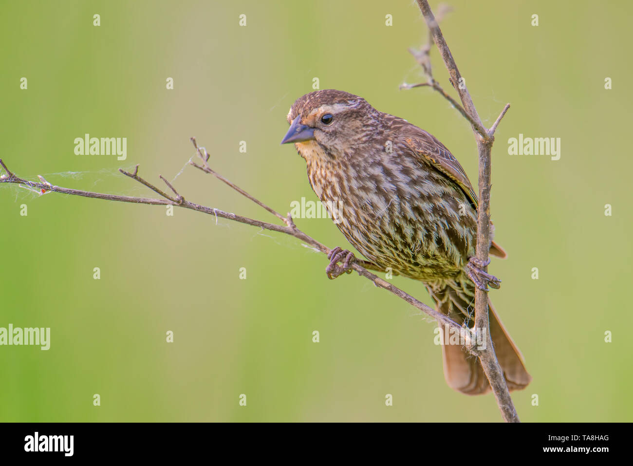 Femmina rosso-winged blackbird appeso su una diramazione con una bella abbronzatura sfocate e sfondo verde / bokeh - nel Minnesota Valley National Wildlife R Foto Stock
