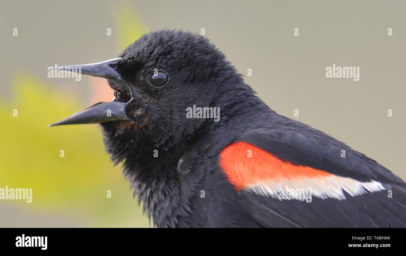 Rosso-winged blackbird closeup portrait - arroccato e chiamando / comunicazione nel Minnesota Valley Wildlife Refuge Foto Stock