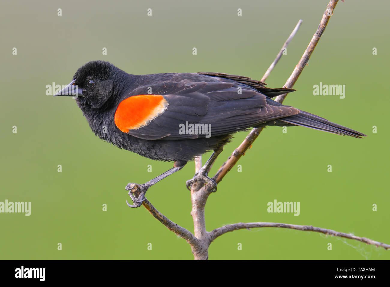 Rosso-winged blackbird closeup portrait - arroccato nella valle del Minnesota Wildlife Refuge Foto Stock