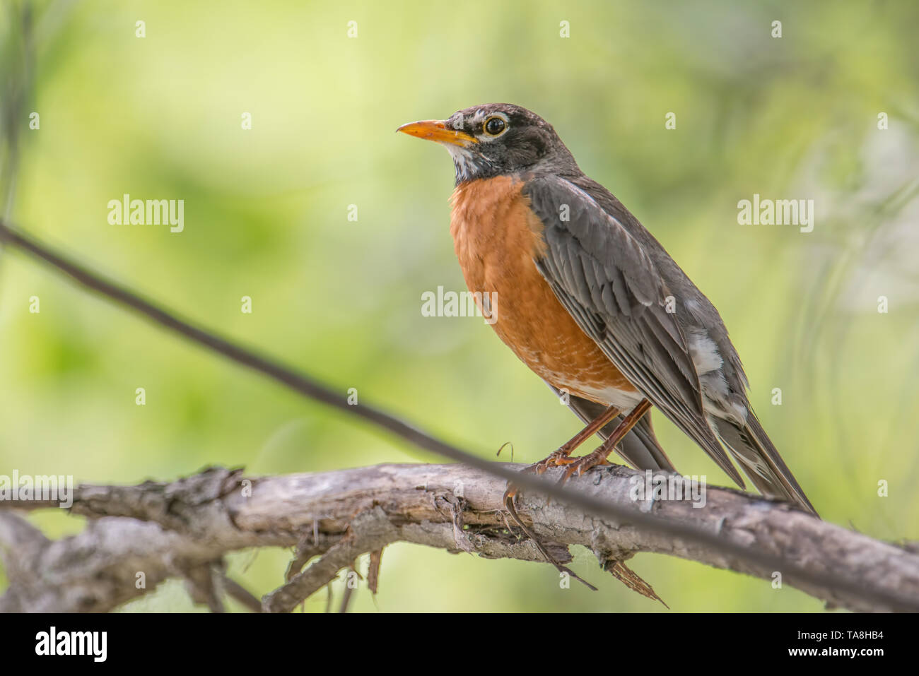 American robin ritratto appollaiato su un ramo di albero - bella soleggiato verde sfocato sfondo bokeh di fondo - Lago di legno Centro Natura in Minnesota Foto Stock