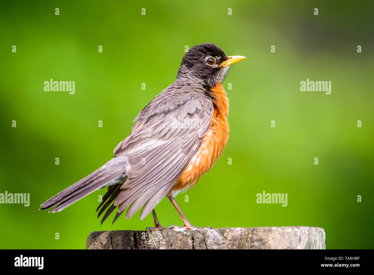 Closeup American robin ritratto liscio con sfondo verde - grande dettaglio della testa - prelevati presso il lago di legno Centro Natura in Minnesota Foto Stock